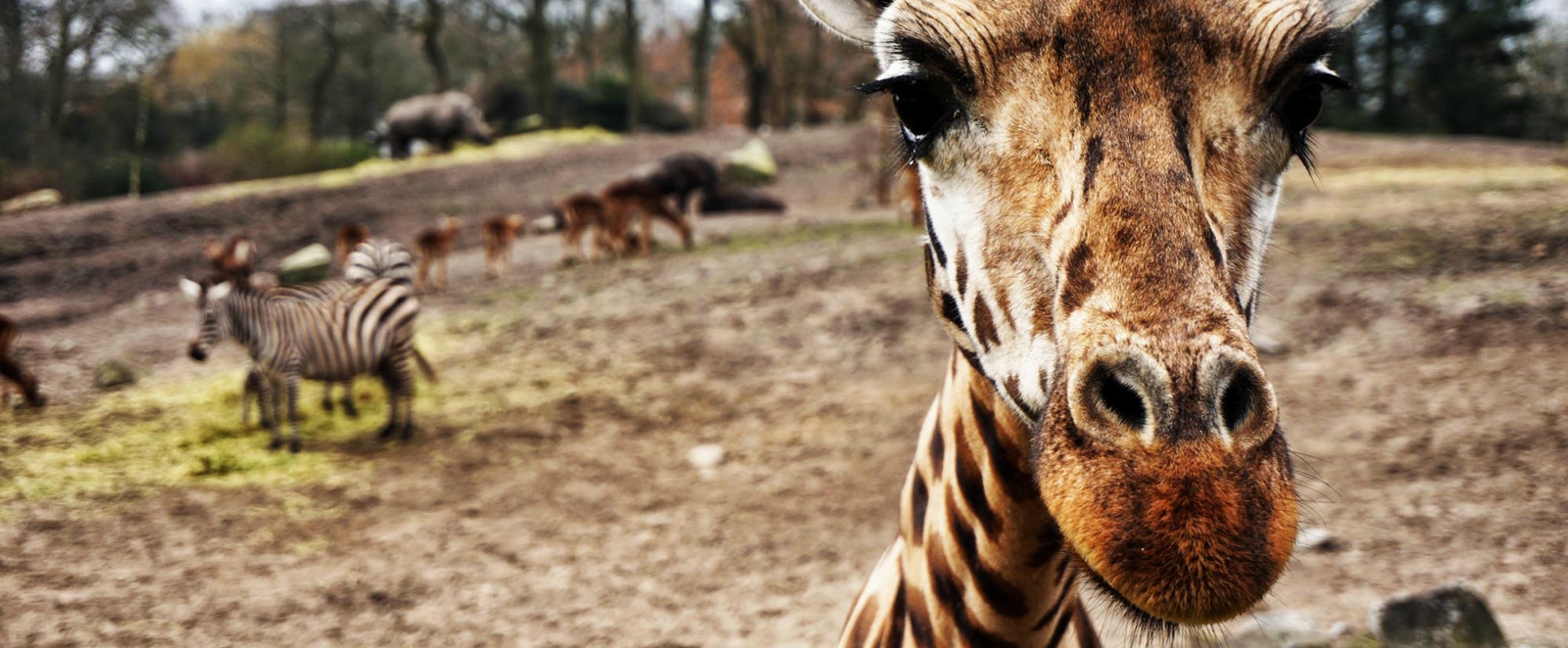 for the love of animals part 1