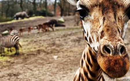 for the love of animals part 1