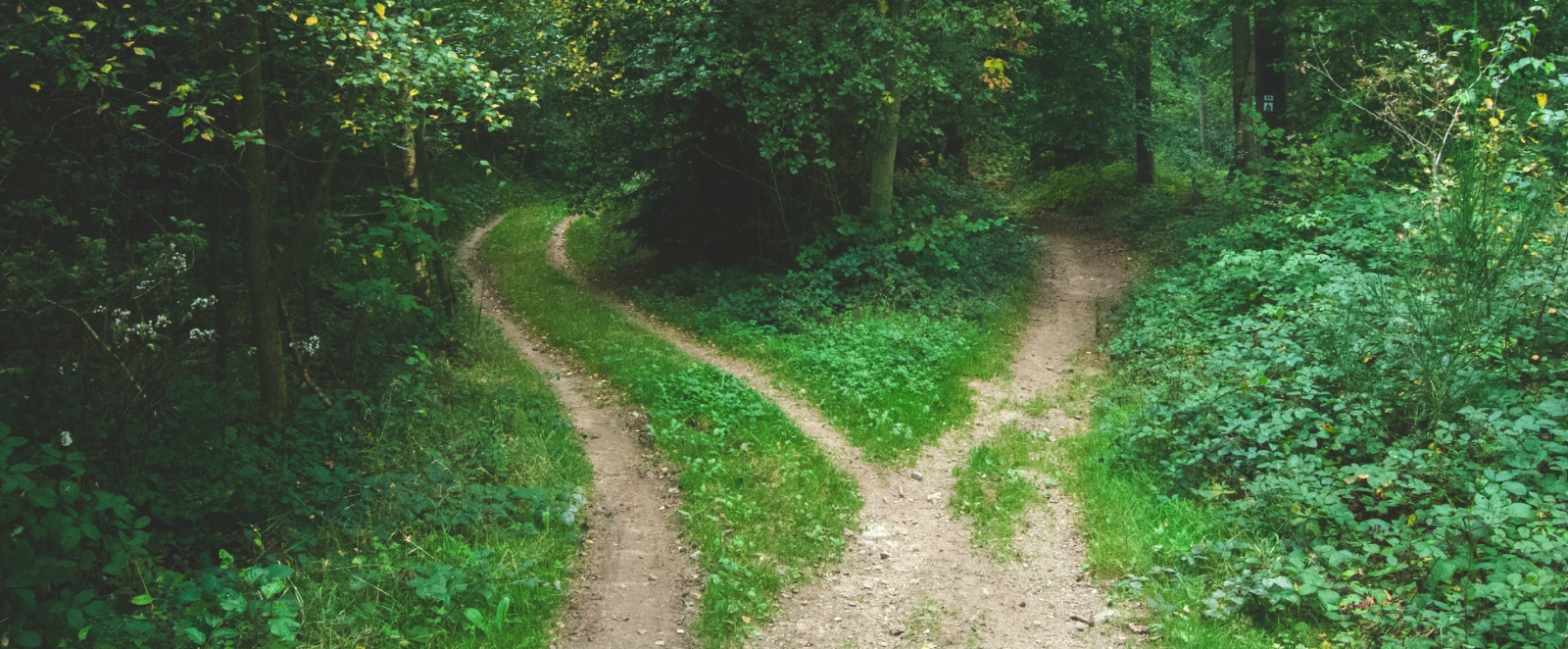 choose your destiny blog