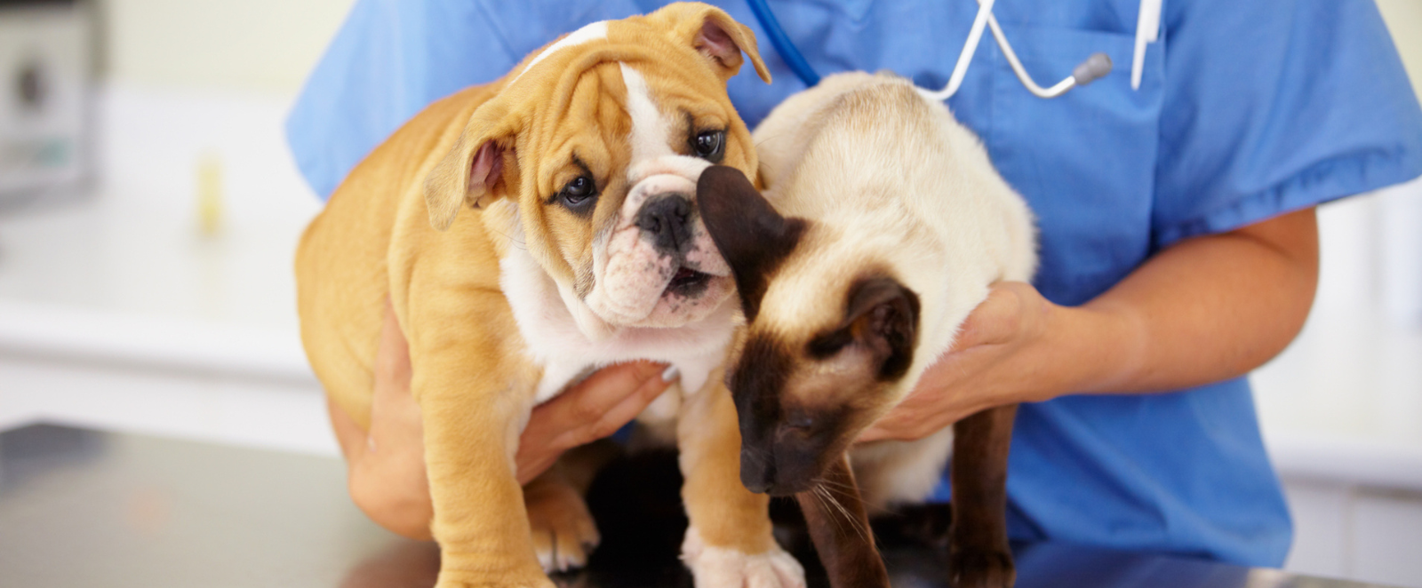 holistic approach web